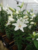 [5293 White Renova No02.JPG]